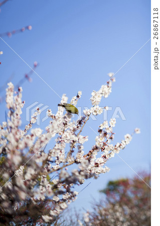 梅と鳥 26867118