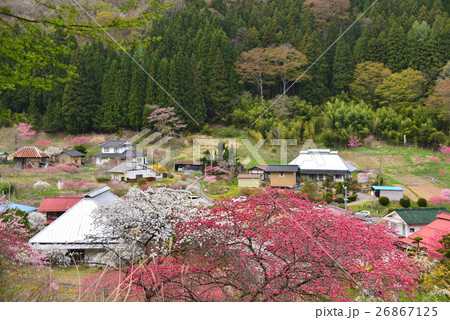 一里花桃の里 26867125