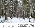 Winter forest of Siberia in Russia 26867179