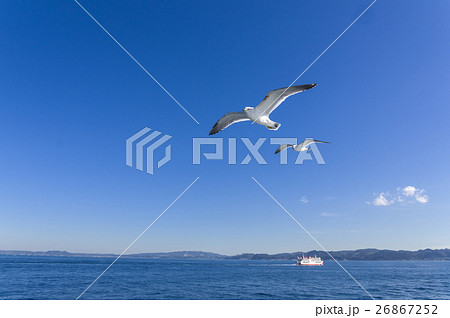 カモメと青空と海 カモメと青空と海 26867252