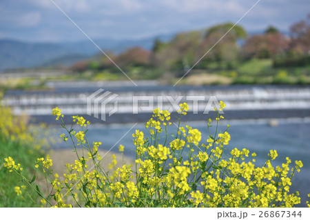 京都鴨川のからし菜 26867344