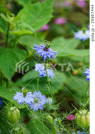 ユニークなニゲラの花と実 26867444