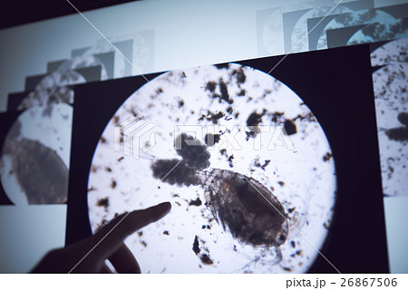 ミジンコ 26867506