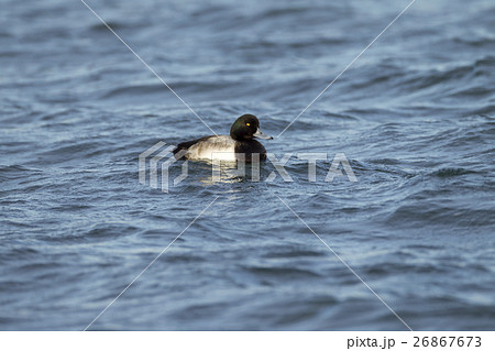 スズガモ 26867673
