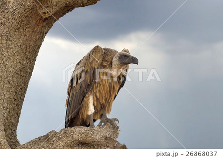Vulture on tree. National Park of Kenya Vulture on tree. National Park of Kenya 26868037
