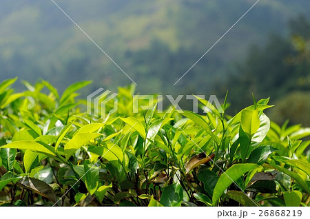 Tea plantation highlands Tea plantation highlands 26868219