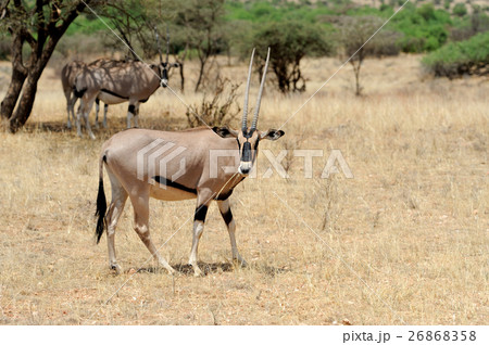 Gemsbok 26868358
