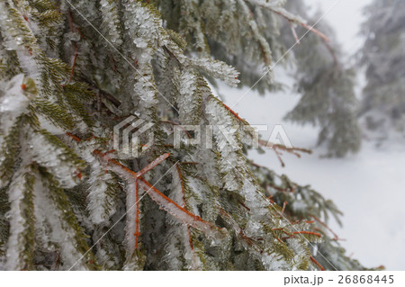 Frozen tree 26868445