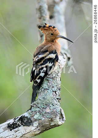 Hoopoe 26868446