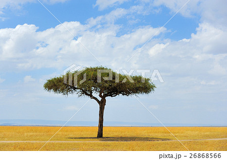 Landscape with tree in Africa 26868566