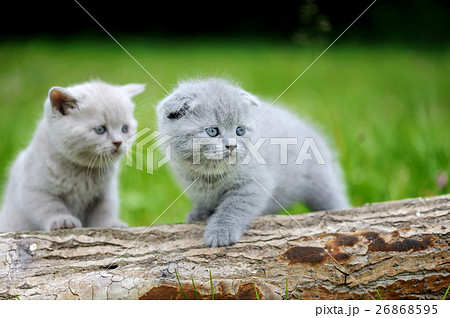 Two gray kitten on tree 26868595