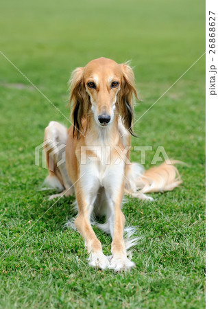 Borzoi dog in grass 26868627