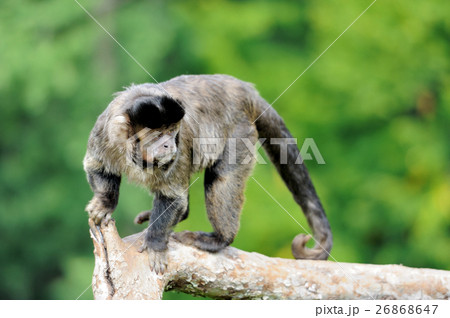 Capuchin monkey 26868647