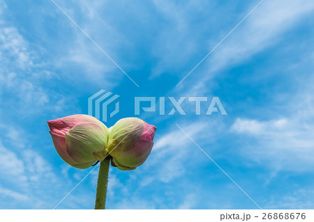 Twin lotus are in the sky 26868676