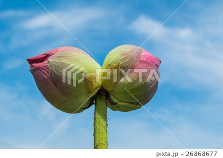 Twin lotus are in the sky Twin lotus are in the sky 26868677