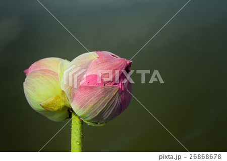 Twin lotus are in a lake is marvelous in Thailand. Twin lotus are in a lake is marvelous in Thailand. 26868678