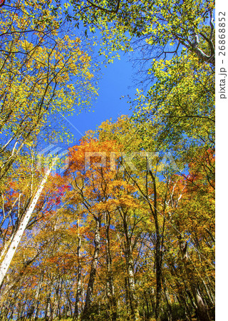 広葉樹林 26868852