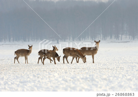 Bear in winter 26868863