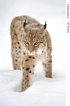 Lynx in winter 26868864