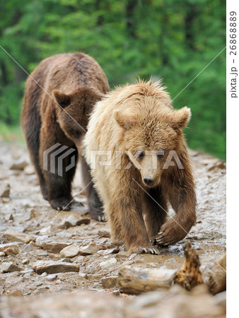 Bear Bear 26868889