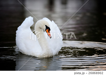 Swan in the lake Swan in the lake 26868902