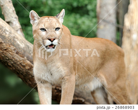 Puma Puma 26868903