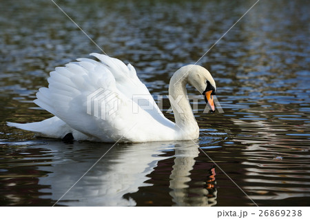 Swan Swan 26869238