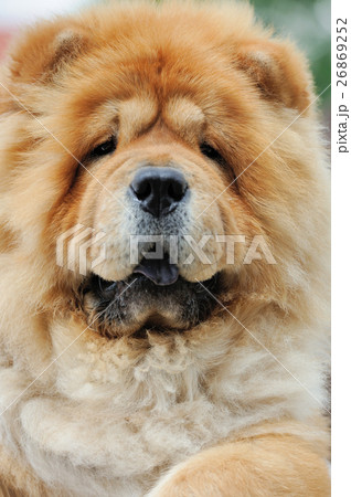 Portrait brown chow chow dog 26869252