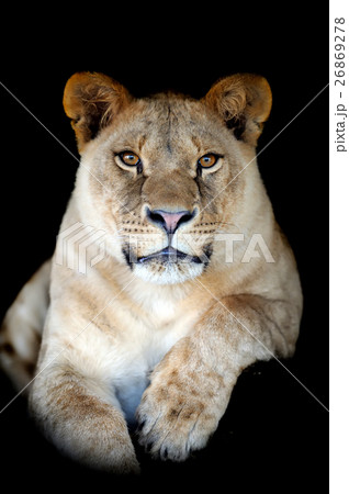 Lion 26869278