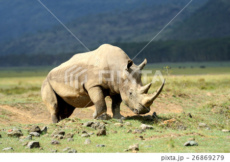 Rhino 26869279