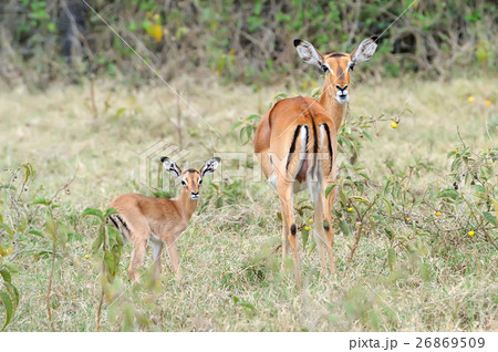 Baby impala with his mother 26869509