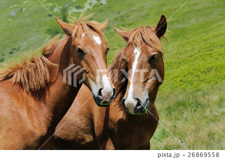 Horse in mountain 26869558