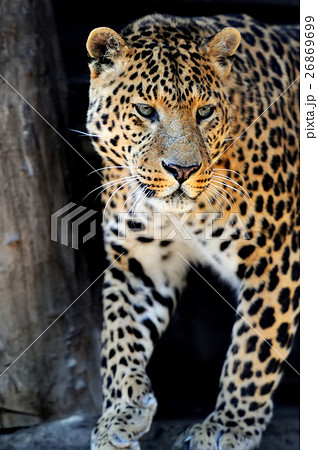 Leopard Leopard 26869699