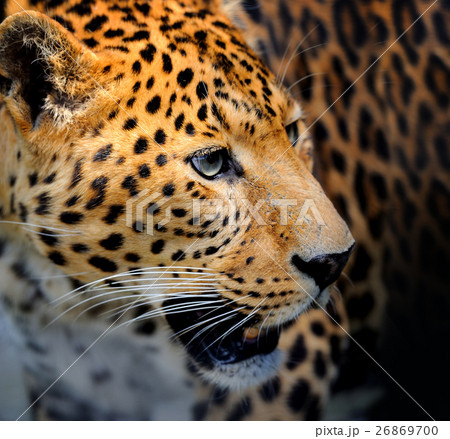 Leopard Leopard 26869700