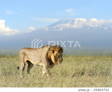 Lion Lion 26869702
