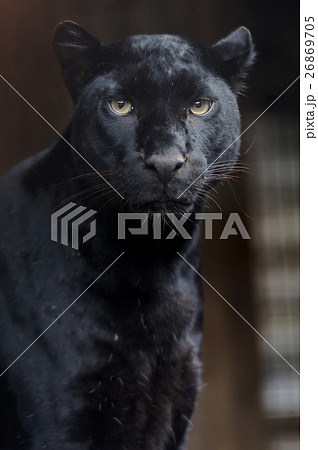 Portrait of Leopard 26869705