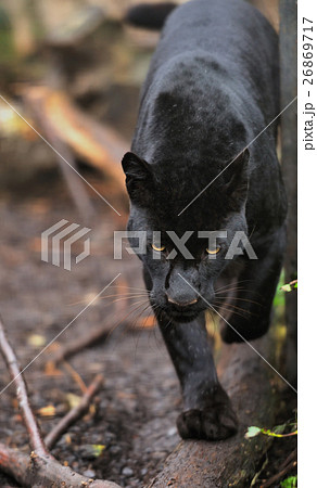 Black leopard 26869717
