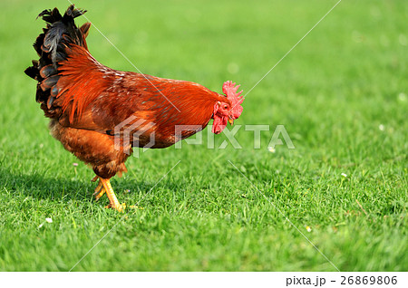 Rooster 26869806