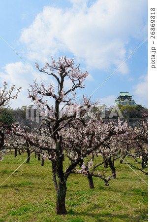 大阪城天守閣と梅 26869818