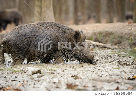 Wild boar 26869984