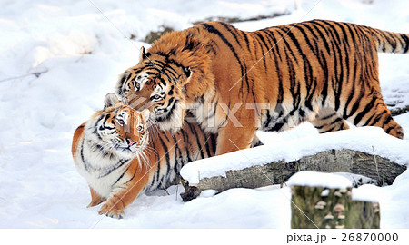 Tiger Tiger 26870000