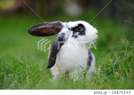 Rabbit 26870143