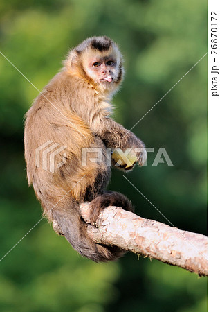 Capuchin monkey Capuchin monkey 26870172