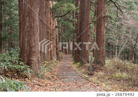 晩秋の羽黒山杉並木 26870492