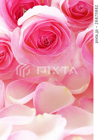 美しいピンクのバラのクローズアップ バラの花びら背景の写真素材 美しいピンクのバラのクローズアップ バラの花びら背景の写真素材
