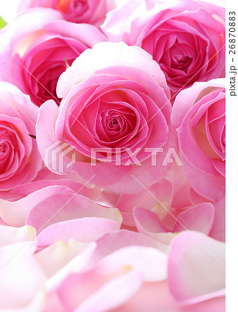 美しいピンクのバラのクローズアップ バラの花びら背景の写真素材