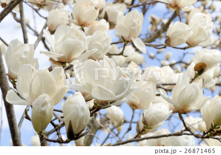 白木蓮（ハクモクレン） 26871465