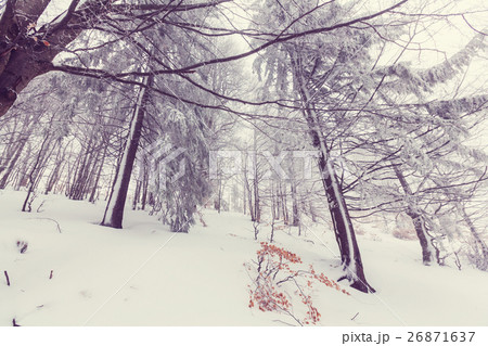 Winter forest. Instagram filter. 26871637