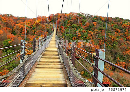 星田園地 星のブランコ 吊り橋 紅葉風景 大阪府の写真素材