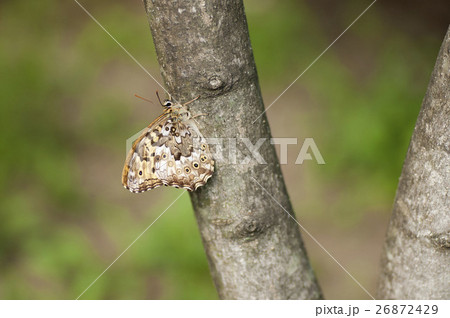 サトキマダラヒカゲ 26872429